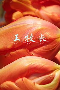 王校长