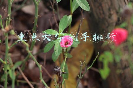 重点大学剁手排行
