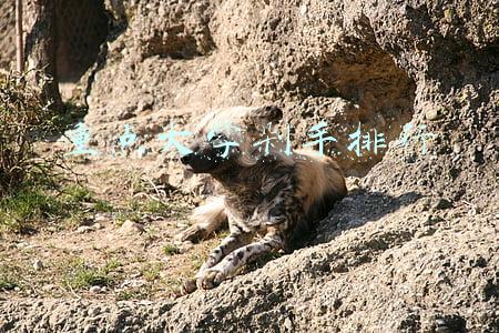 重点大学剁手排行