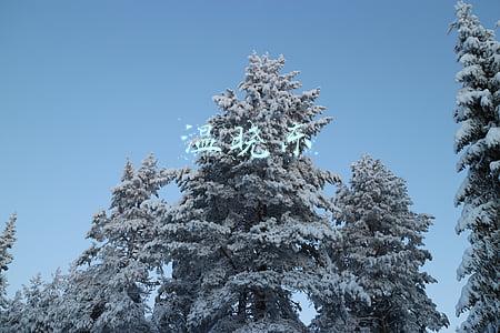 温晓东