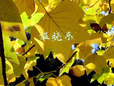 温晓东