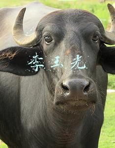 李玉光