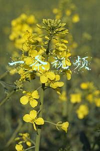 一条视频