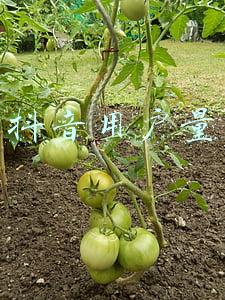 抖音用户量