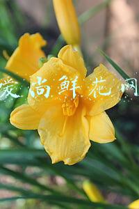 爱尚鲜花网