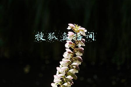 搜狐直播间