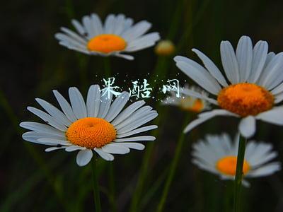 果酷网