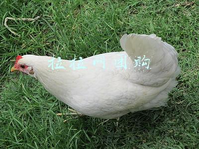 拉拉网团购