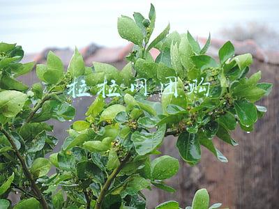 拉拉网团购