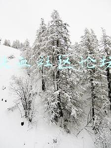 铁血社区论坛