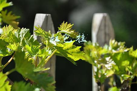 红包挂