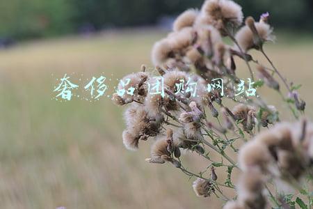 (奢侈品批发网站)奢侈品购物平台 时态网周年庆