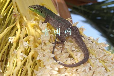 青团网