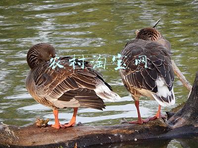 (农村淘宝网址是多少)淘宝农村淘宝要不要加入，看这里你就知道了