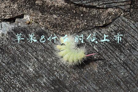 苹果8什么时候上市