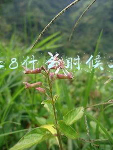 苹果8什么时候上市