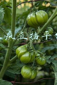 来疯直播平台