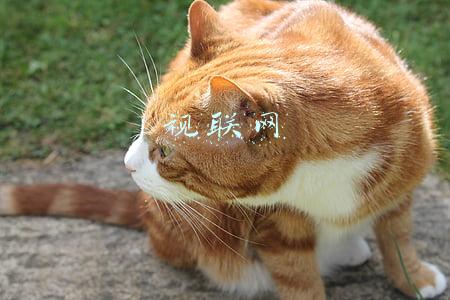 视联网