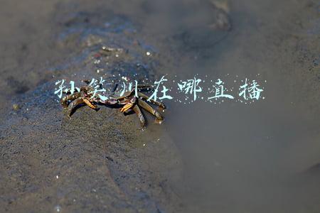 孙笑川在哪直播