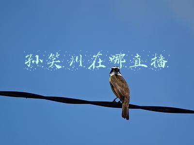 孙笑川在哪直播