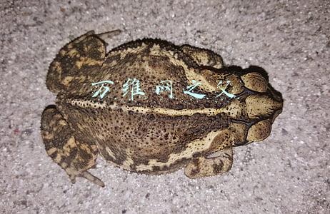 (万维网)万维网（WWW）诞生记丨科学史