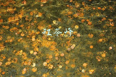 (程苓峰 金山的报道)“暴风”眼中的冯鑫：陷入虚幻财富效应中不能自拔的悲剧