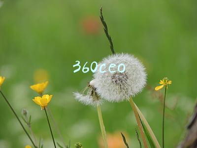 360ceo