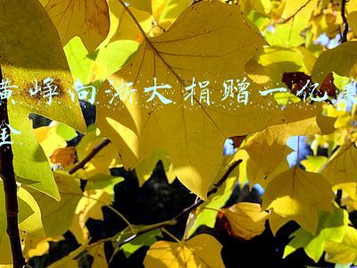 黄峥向浙大捐赠一亿美金