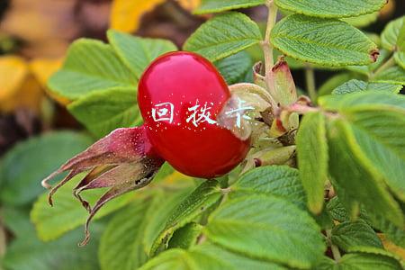 回拨卡哪里有卖(创业人生路-补发（7）)