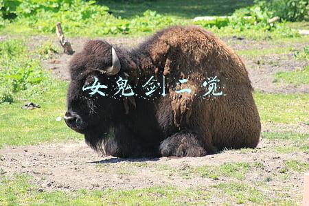 女鬼剑二觉