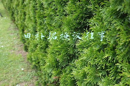 田朴珺撩汉往事
