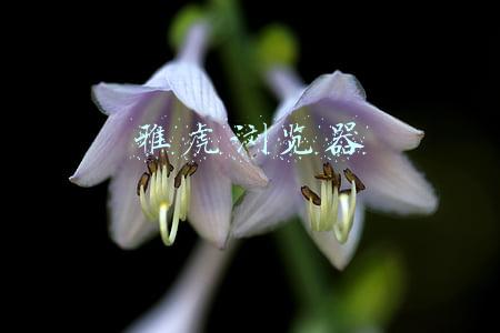 雅虎浏览器