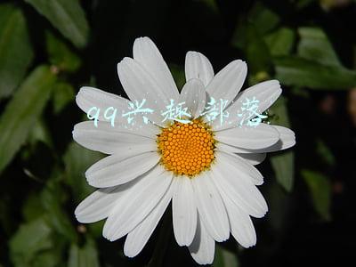 qq兴趣部落