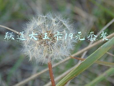 联通大王卡19元套餐