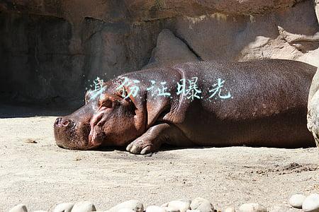 身份证曝光