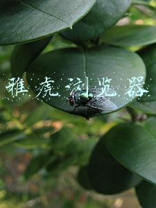 雅虎浏览器