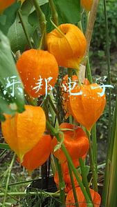 乐邦电子有限公司(助火新电商服务：以百万级卖家资源撬动外包订单)