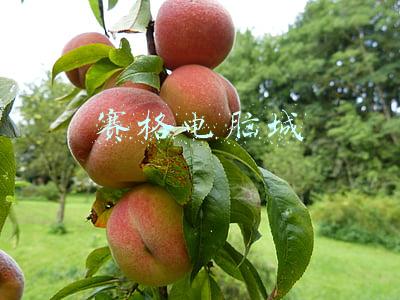 赛格电脑城