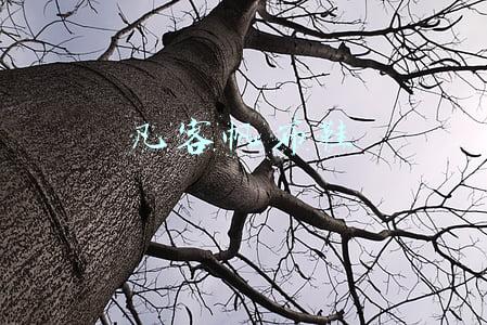 凡客帆布鞋