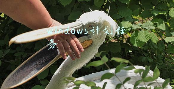 windows计划任务