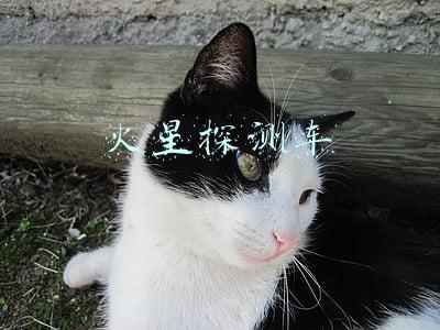 火星探测车