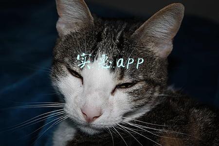 实惠app