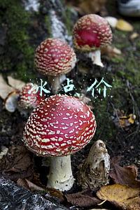 冰点价