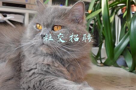 社交招聘