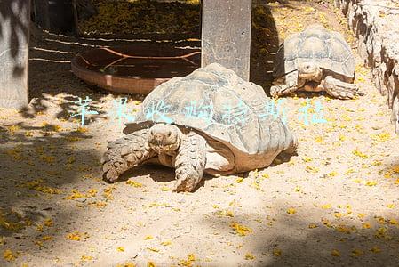 苹果收购特斯拉