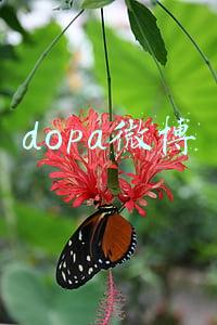 dopa微博
