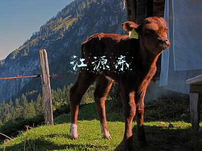江源东