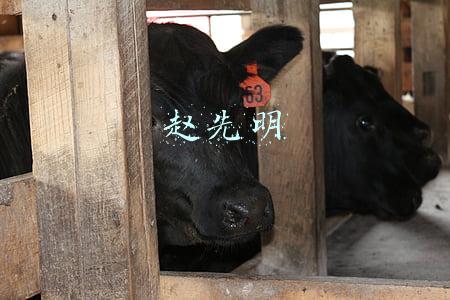 赵先明