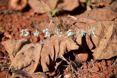 路由宝怎么赚钱