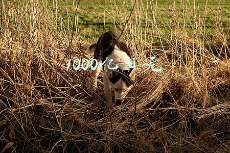 1000亿日元游戏电影(任天堂 2.5 亿买下日本总部旁 10000 平方米土地)